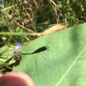 Oecophoridae (family) at Symonston, ACT - 20 Dec 2020