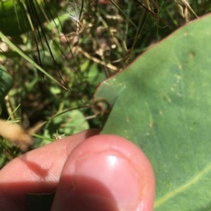 Oecophoridae (family) at Symonston, ACT - 20 Dec 2020