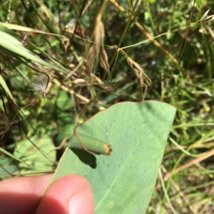 Oecophoridae (family) at Symonston, ACT - 20 Dec 2020