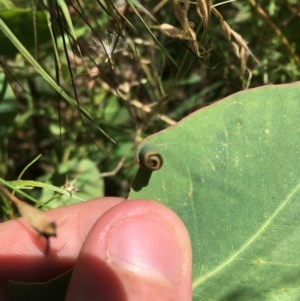 Oecophoridae (family) at Symonston, ACT - 20 Dec 2020