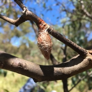 Austracantha minax at Jerrabomberra, ACT - suppressed