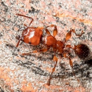 Podomyrma gratiosa at Bruce, ACT - 24 Dec 2020