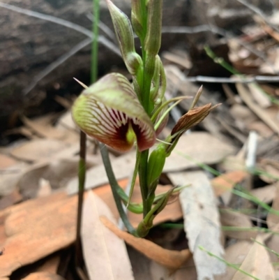 Cryptostylis erecta (Bonnet Orchid) at Comberton, NSW - 25 Dec 2020 by AndrewB