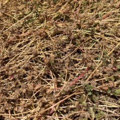 Trifolium glomeratum (Clustered Clover) at O'Connor Ridge to Gungahlin Grasslands - 26 Dec 2020 by blumbo