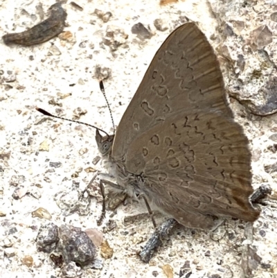 Paralucia pyrodiscus (Fiery Copper) at Fadden, ACT - 26 Dec 2020 by RAllen