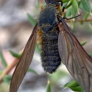 Comptosia sp. (genus) at Fadden, ACT - 26 Dec 2020