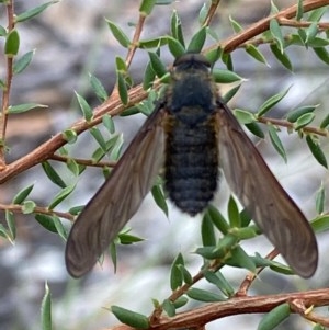 Comptosia sp. (genus) at Fadden, ACT - 26 Dec 2020