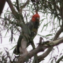 Callocephalon fimbriatum (Gang-gang Cockatoo) at Wyndham, NSW - 26 Dec 2020 by KylieWaldon