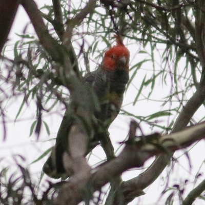 Callocephalon fimbriatum (Gang-gang Cockatoo) at Wyndham, NSW - 25 Dec 2020 by Kyliegw