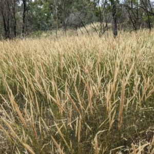 Austrostipa densiflora at Watson, ACT - 29 Dec 2020