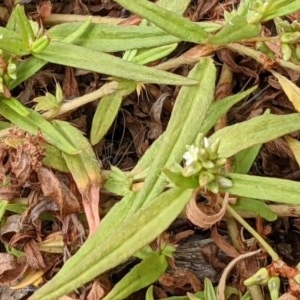 Persicaria prostrata at Watson, ACT - 26 Dec 2020 10:38 AM