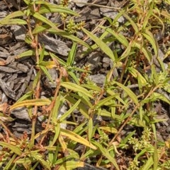 Persicaria prostrata at Watson, ACT - 26 Dec 2020 10:38 AM