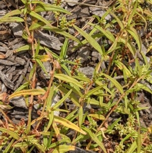 Persicaria prostrata at Watson, ACT - 26 Dec 2020 10:38 AM