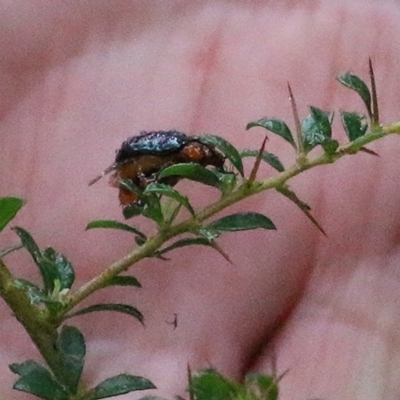 Lamprolina (genus) (Pittosporum leaf beetle) at Burragate, NSW - 25 Dec 2020 by Kyliegw
