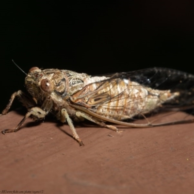 Yoyetta celis (Silver Princess Cicada) at ANBG - 23 Dec 2020 by Roger