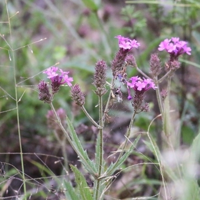 Verbena rigida (Veined Verbena) at Burragate, NSW - 26 Dec 2020 by KylieWaldon