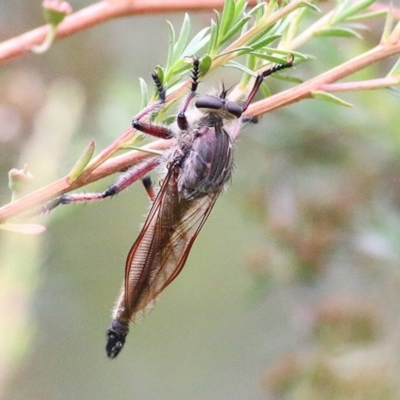 Asilidae (family) (Unidentified Robber fly) at Burragate, NSW - 25 Dec 2020 by Kyliegw