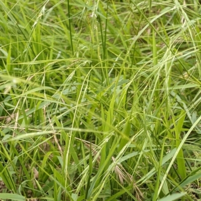 Microlaena stipoides (Weeping Grass) at Watson, ACT - 26 Dec 2020 by abread111