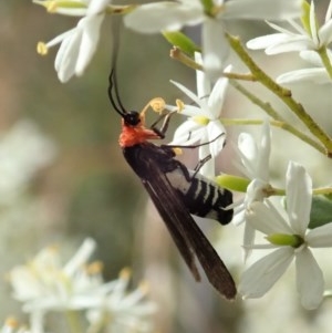 Hestiochora furcata at Cook, ACT - 23 Dec 2020