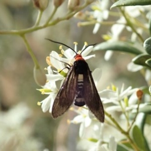 Hestiochora furcata at Cook, ACT - 23 Dec 2020