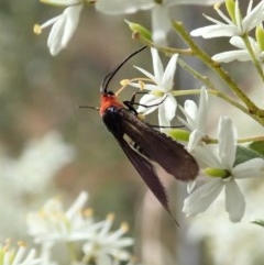 Hestiochora furcata at Cook, ACT - 23 Dec 2020