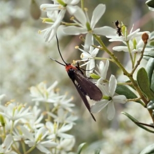 Hestiochora furcata at Cook, ACT - 23 Dec 2020