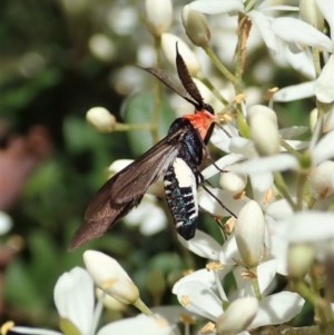 Hestiochora furcata at Cook, ACT - 24 Dec 2020