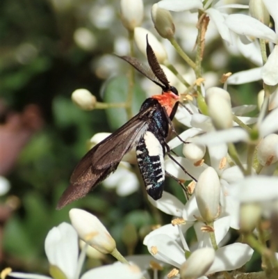 Hestiochora furcata (A zygaenid moth) at Cook, ACT - 24 Dec 2020 by CathB