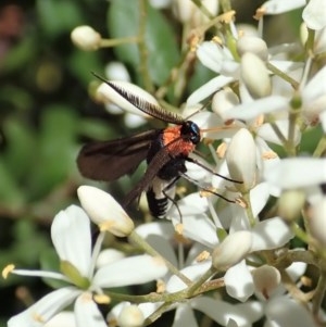 Hestiochora furcata at Cook, ACT - 24 Dec 2020