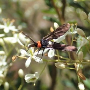 Hestiochora furcata at Cook, ACT - 24 Dec 2020