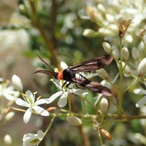 Hestiochora furcata at Cook, ACT - 24 Dec 2020