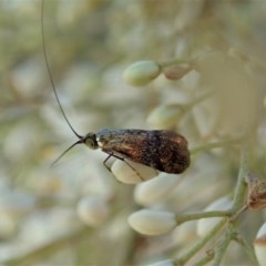 Nemophora (genus) (A Fairy Moth) at Cook, ACT - 23 Dec 2020 by CathB