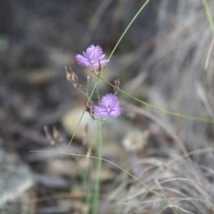 Thysanotus tuberosus subsp. tuberosus at Burra, NSW - 18 Dec 2020