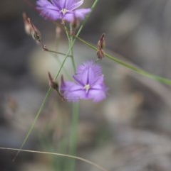 Thysanotus tuberosus subsp. tuberosus at Burra, NSW - 18 Dec 2020 08:41 AM