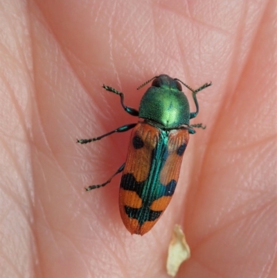 Castiarina scalaris (Scalaris jewel beetle) at Mount Painter - 23 Dec 2020 by CathB