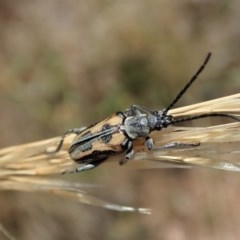 Neodiaphanops sp. (Leaf beetle) at Cook, ACT - 23 Dec 2020 by CathB