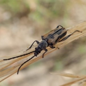 Neodiaphanops sp. at Cook, ACT - 23 Dec 2020