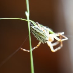 Plebs bradleyi (Enamelled spider) at Urila, NSW - 21 Dec 2020 by bambararick