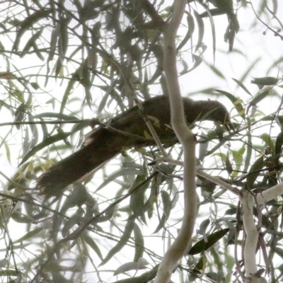 Anthochaera carunculata (Red Wattlebird) at Wyndham, NSW - 25 Dec 2020 by KylieWaldon