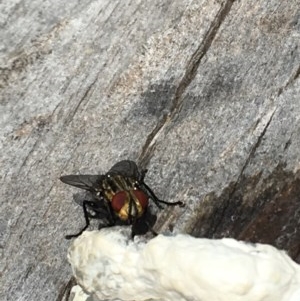 Sarcophaga sp. (genus) at Symonston, ACT - 19 Dec 2020