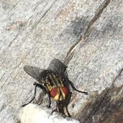 Sarcophaga sp. (genus) at Symonston, ACT - 19 Dec 2020