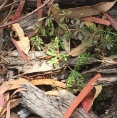 Galium aparine (Goosegrass, Cleavers) at Symonston, ACT - 19 Dec 2020 by Tapirlord