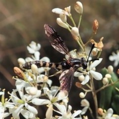 Miltinus sp. (genus) (Miltinus mydas fly) at Cook, ACT - 22 Dec 2020 by CathB