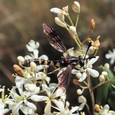 Miltinus sp. (genus) (Miltinus mydas fly) at Cook, ACT - 22 Dec 2020 by CathB