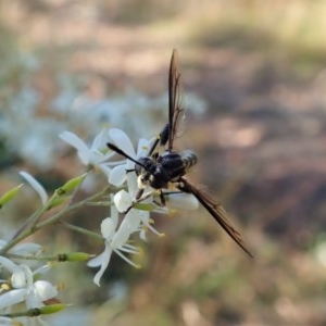 Miltinus sp. (genus) at Cook, ACT - 22 Dec 2020