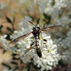 Miltinus sp. (genus) at Cook, ACT - 22 Dec 2020