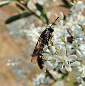 Miltinus sp. (genus) at Cook, ACT - 22 Dec 2020