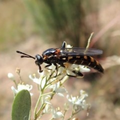 Miltinus sp. (genus) (Miltinus mydas fly) at Cook, ACT - 24 Dec 2020 by CathB