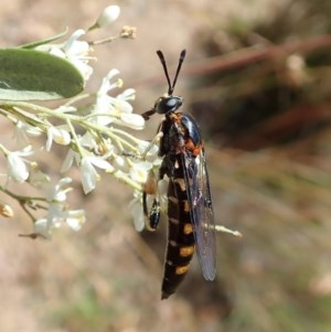 Miltinus sp. (genus) at Cook, ACT - 24 Dec 2020 12:04 PM