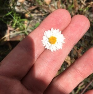 Leucochrysum albicans subsp. tricolor at Symonston, ACT - 19 Dec 2020